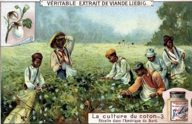 Cotton cultivation in North America. Liebig chromolithography of the 19th century