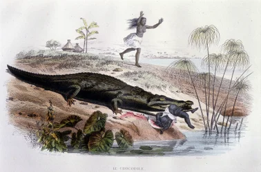 Crocodile devouring a small child - in "Histoire Naturelle" by Lacépède, ed. Furne, Paris