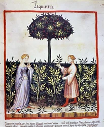 Cultivation of Medicinal Plants: Harvesting Liquorice (Illumination from the 