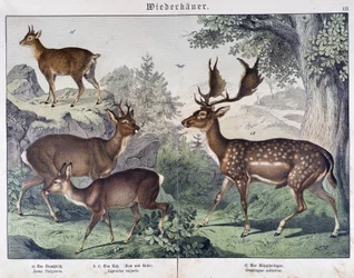 Diche, suede - in "Natural histories of mammals", ed. Schreiber