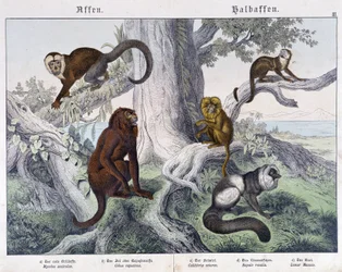 Different breeds of monkeys - in "Natural histories of mammals", ed. Schreiber