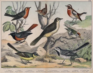 Illustration of Birds, Natural History