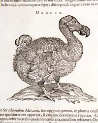 Dodo or Dronte. Bird disappeared - in 