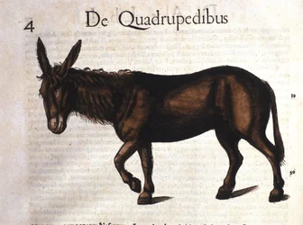 Donkey from Historia Animalium by Conrad Gesner, Tiguri 1560