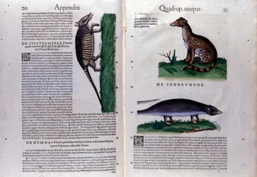 Double-Page of Historia Animalium by Conrad Gesner (1516-1565), Tiguri