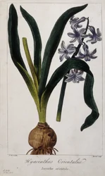 Eastern hyacinth (Hyacinthus Orientalia) Botanical board of Asian plants of the 19th century