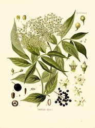 Elder Bore Tree
