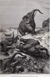 Elephants climbing the bank of a river, in account of an expedition to Central Africa commissioned by Sir Samuel White Baker, “Tour du monde”