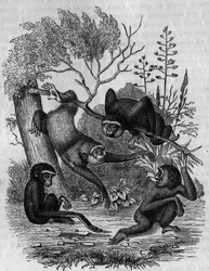 Engraving representing the Gibbons Hoolock of India