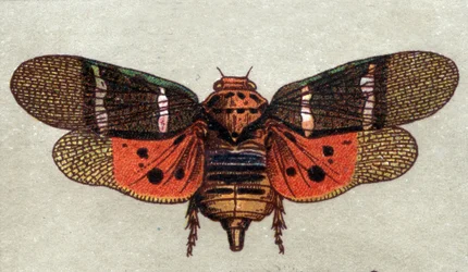 Entomology: Cicada with Nine Spots, Insect Series, Early 20th Century