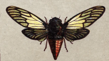 Entomology: representation of a red cicada, insect series, early 20th century
