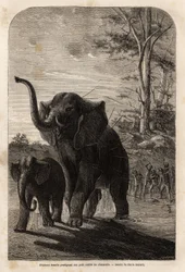 Female elephant protecting her young from Javeline hunters of Zambese. Engraving to illustrate Dr. Livingstone