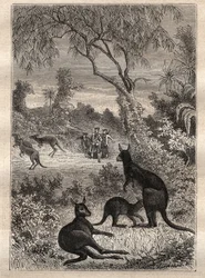 First voyage by Captain James Cook: the sailors discover the kangaroos (Australia) - illustration taken from “The Great Mariners of the 18th century”