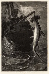 Fishing a hammer squal, 7 meters long, in the waters near Anastasia Island. Engraving to illustrate the story four months in Florida, by Achille Pousselgue in 1851-1852, published in “Le tour du monde” 1870-1871, edited by Edouard Charton