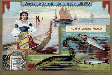 Fishing boats and fish (moray, sardine, anchovy) - chromo. Liebig, c.1900