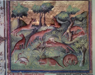 Fox hunting poultry
