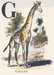 G: giraffe