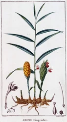 Ginger (Amomum) - Botanical Board