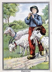 Goat: The goat keeper playing the pipot