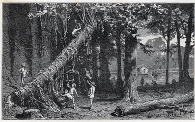 Harvesting cinchona bark - Quinquina (Cinchona officinalis)