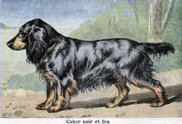 Hunting dog: Black cocker and fire
