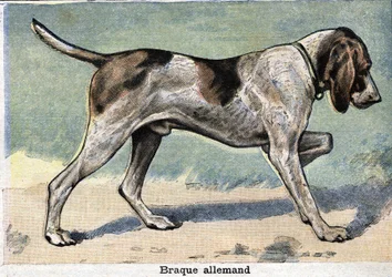 Hunting dog: German Braque