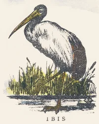 I: ibis