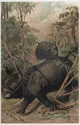 Indian Rhinoceros - Engraving from 