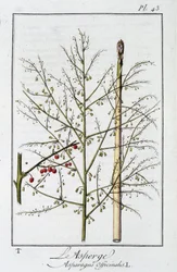 Asparagus (Asparagus Officinalis) - in 