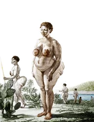 The Hottentot Venus, woman of the Bochiman breed, engraving of 1815.