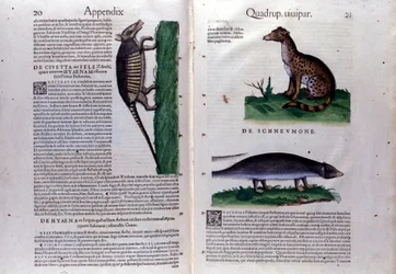 The Civet, the Hyena, and the Mongoose in Historia Animalium by Conrad Gesner (1516-1565)