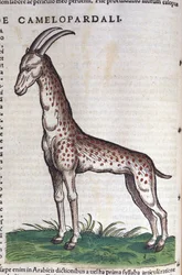 The Giraffe in Historia Animalium by Conrad Gesner