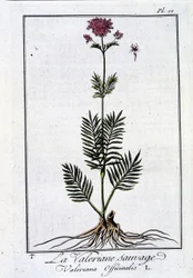 La Valériane Sauvage - in 