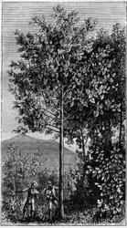 The Cinchona Tree (Cinchona officinalis). Engraving in 
