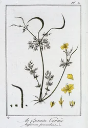 Le Cumin Cornu (Hypecoom procumbens) - in 