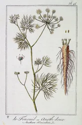 Fennel or Sweet Dill (Anethum Foeniculum) - in 