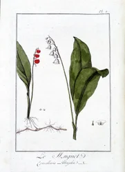 Thrush (Convallaria Majalis) - in 
