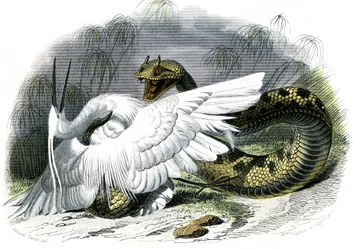 Le ceraste (Vipera cerastes) - Plate from Natural History by Bernard Germain de Lacepede