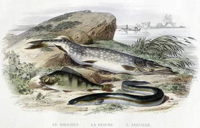 The Pike, the Perch and the Eel - in "Histoire naturelle" by Lacépède, T.II, ed. Furne et Cie, Paris