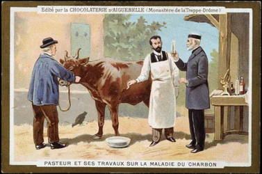 Louis Pasteur and his work on charcoal disease - advertising label of Chocolats d