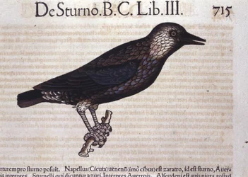 The Starling in Historia Animalium by Conrad Gesner (1516-1565)