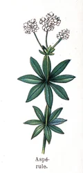 Medicinal and food botanical plants: asperula. Engraving in 