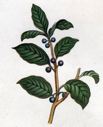 Medicinal and food botanical plants: buckthorn. Engraving in 