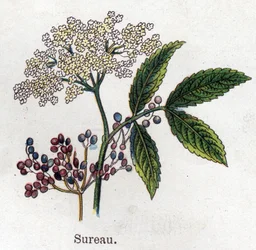 Medicinal and Food Botanical Plants: Elderberry. Engraving in 