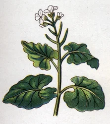 Medicinal and food botanical plants: herb with singers. Engraving in 