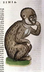 Monkey after the “Historia Animalium” by Conrad Gesner, Zurich 1560. Biblioteca Nazionale Braidense, Milan