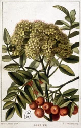 Mountain Ash - Botanical Board