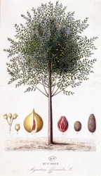 Myristica fragrans - Nutmeg (Myristica officinalis). botanical board