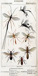 Natural history board. Entomology. Hymenopteres family. Entomotilles: 1. Inchneumon protester; 2. Foene lancier; 3. Evanie appendigastre; 4. Yellow ophion; 5. White painted. Myrmeges: 1. Doryle bay; 2. Provided redhead (Fem.); 3. Ecarlate mutille.
