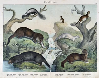 Otters, Ferrets, Weasel... - in “Natural Histories of Mammals”, ed. Schreiber